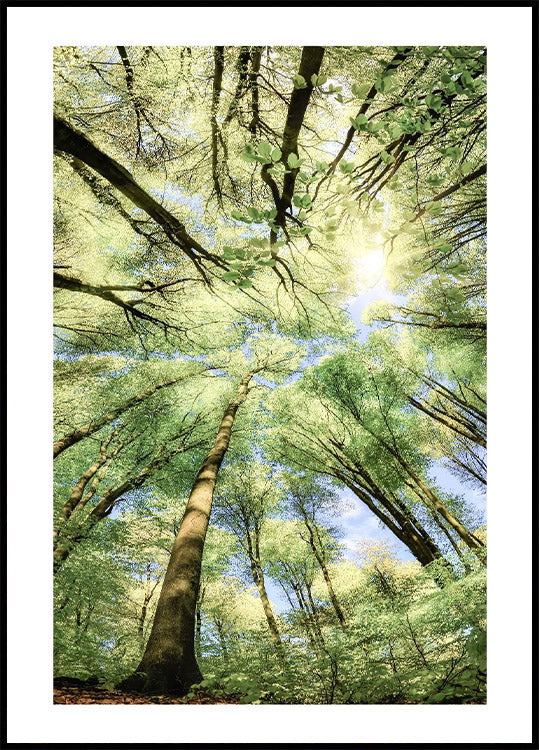 Beech Forest Plakat - Posterbox.no