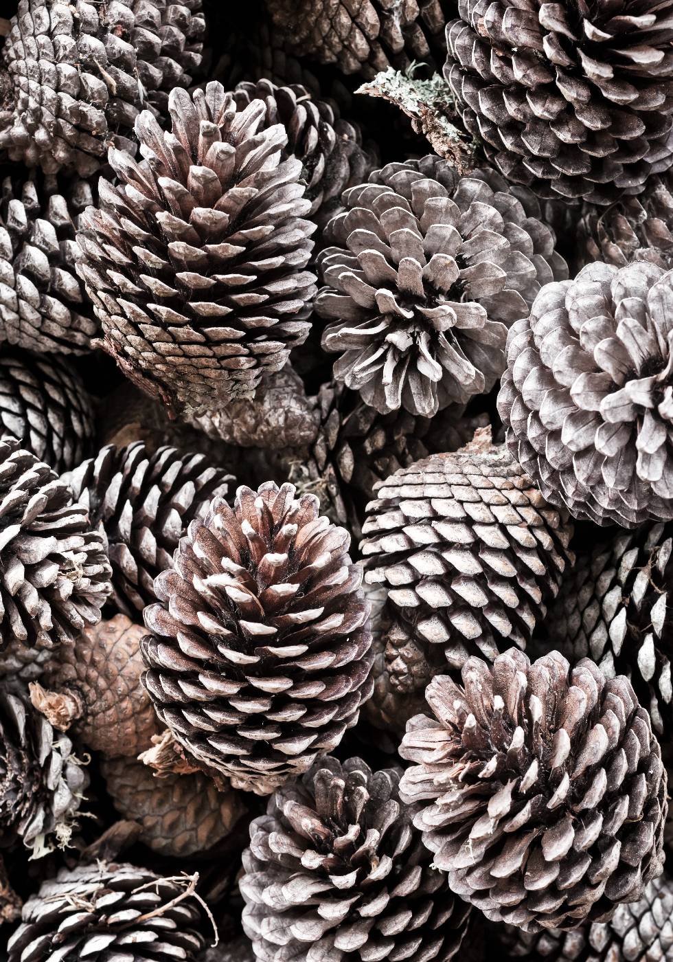 Pinecones Plakat - Posterbox.no