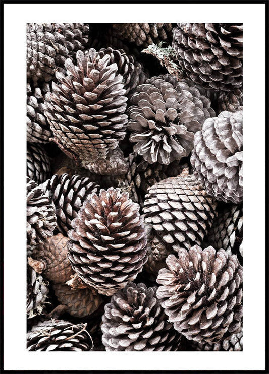 Pinecones Plakat - Posterbox.no