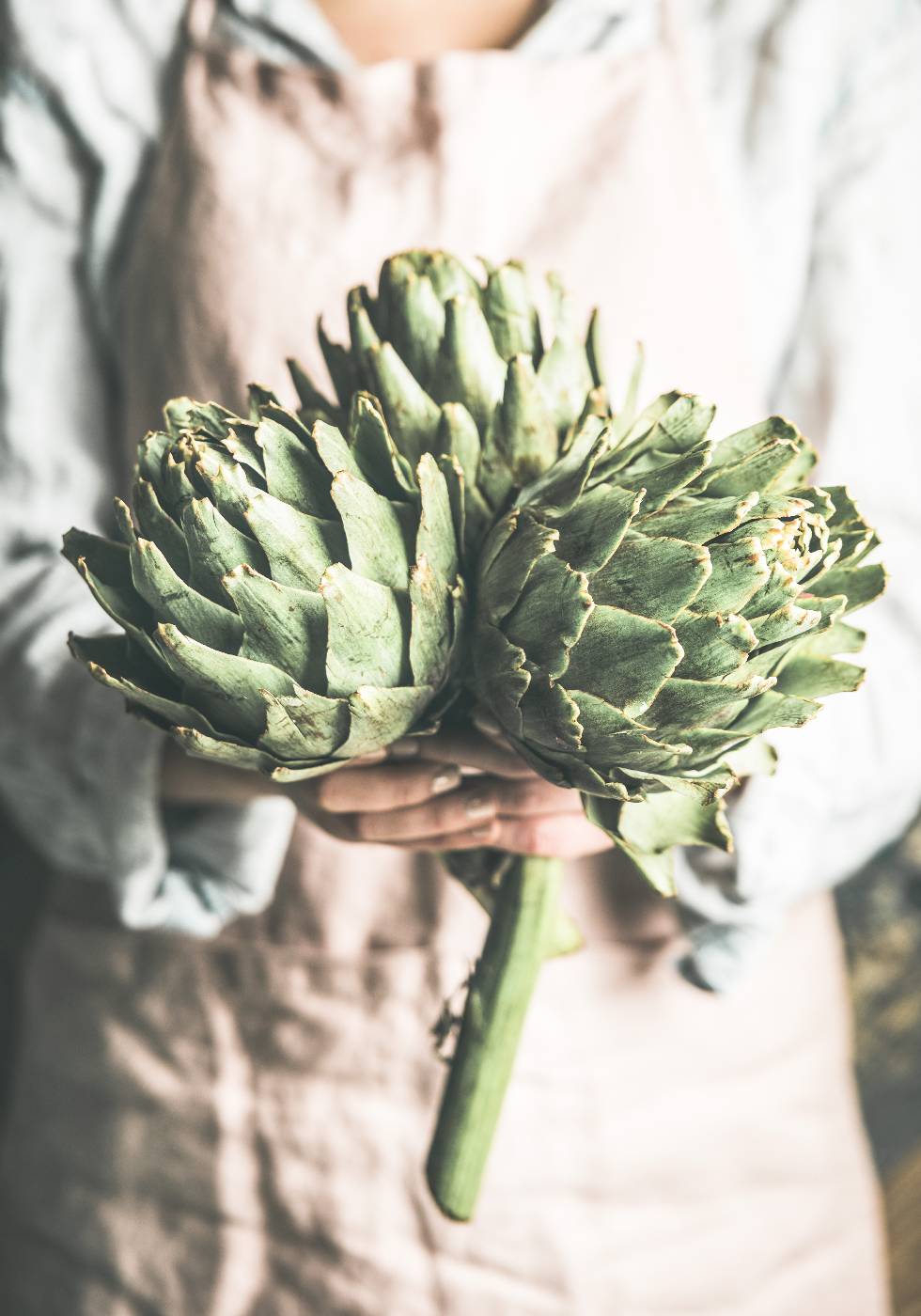 Artichokes Food Plakat - Posterbox.no