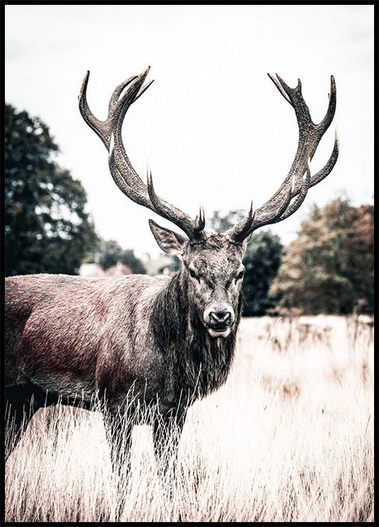 Wild Stag Plakat - Posterbox.no