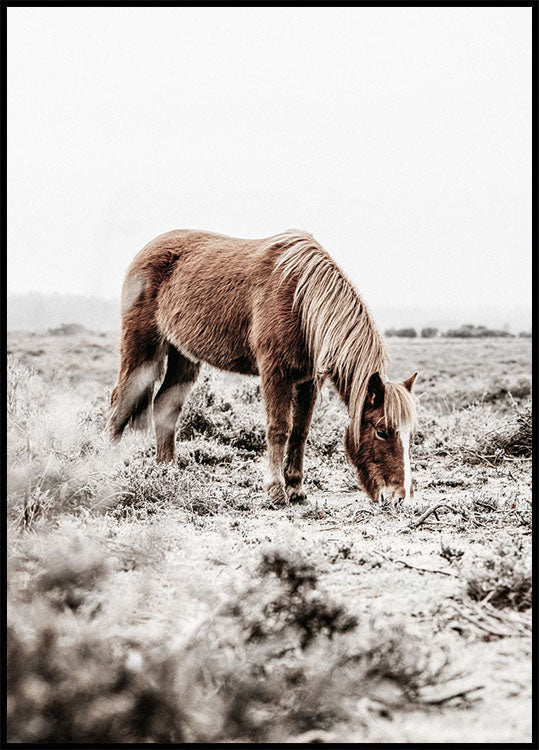 Wild Horse in Field Plakat - Posterbox.no