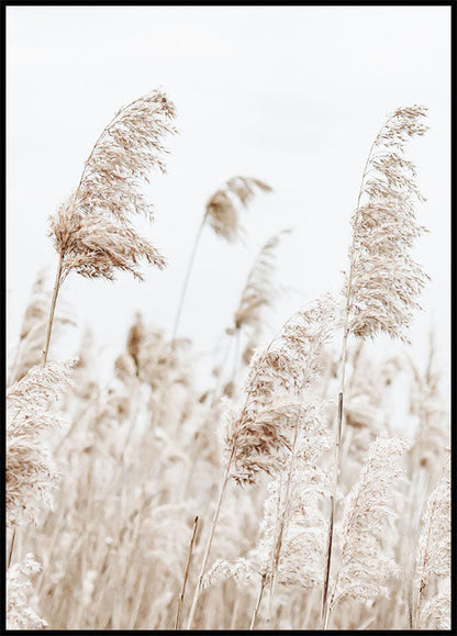 Boho Dried Flowers Plakat - Posterbox.no