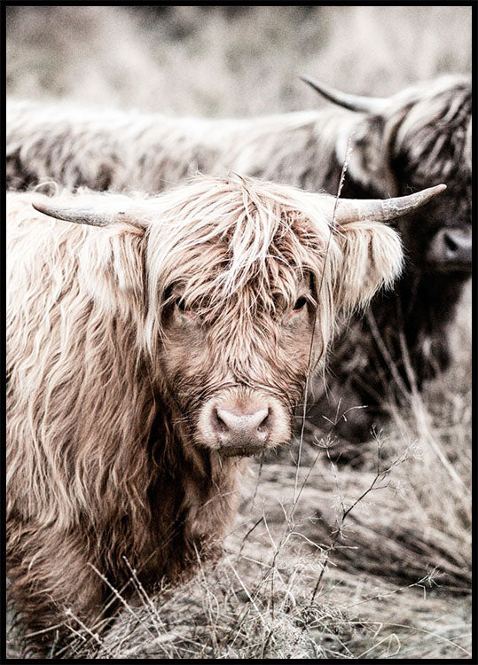 Cow Close Up Plakat - Posterbox.no