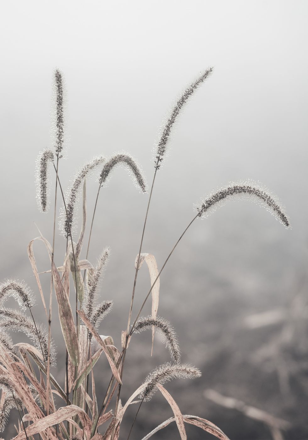 Grass Plants Plakat - Posterbox.no