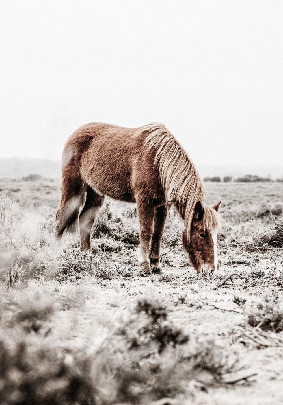 Wild Horse in Field Plakat - Posterbox.no