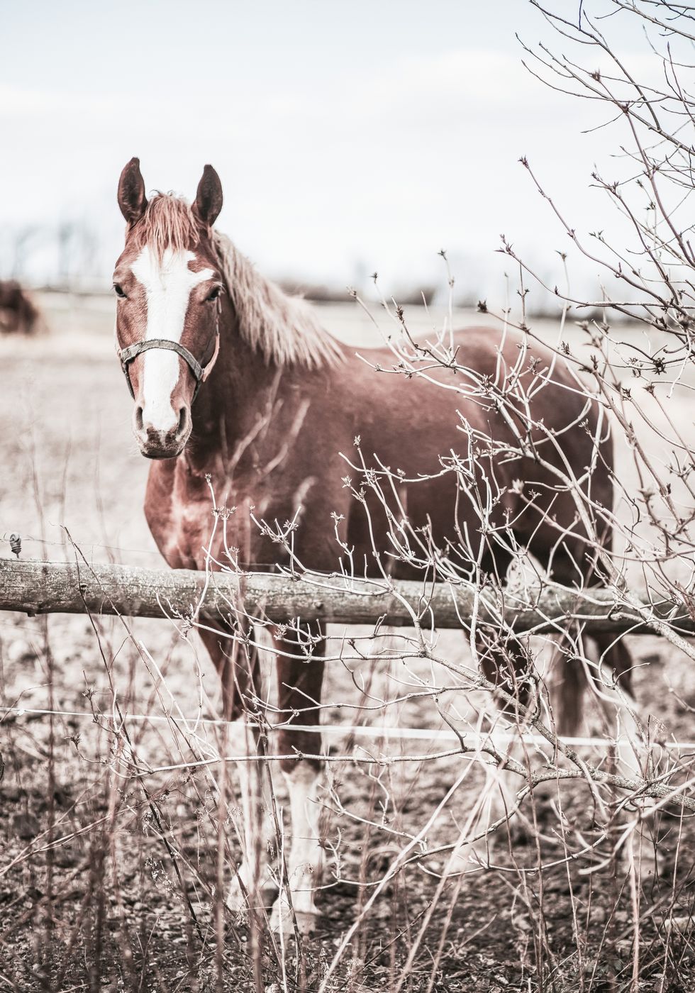 One Brown Horse Plakat - Posterbox.no