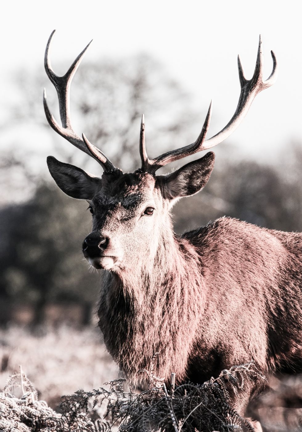 Deer Close Up Plakat - Posterbox.no