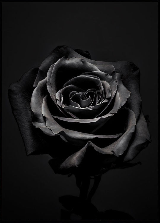 Black Rose Plakat - Posterbox.no