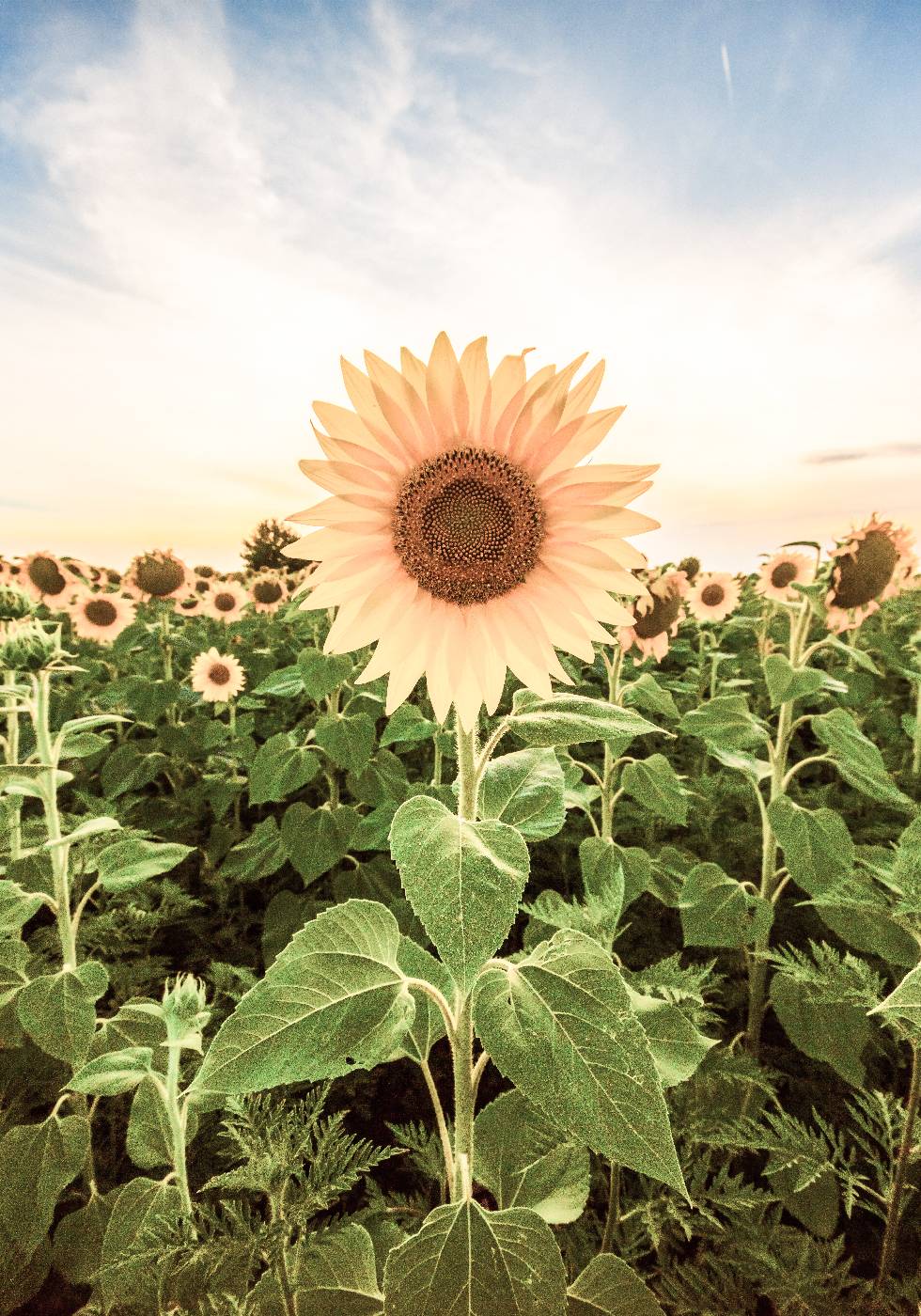 Sunflower Flower Plakat - Posterbox.no