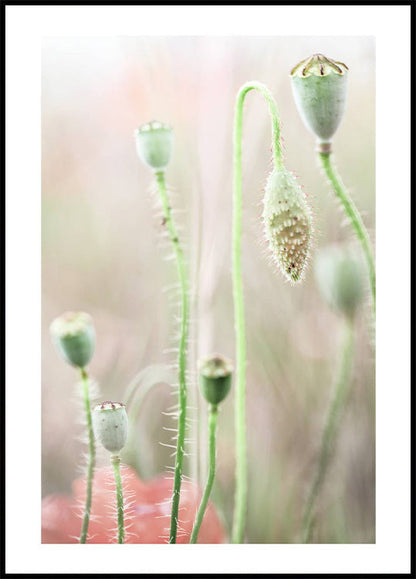 Poppy Seed Pods Plakat - Posterbox.no