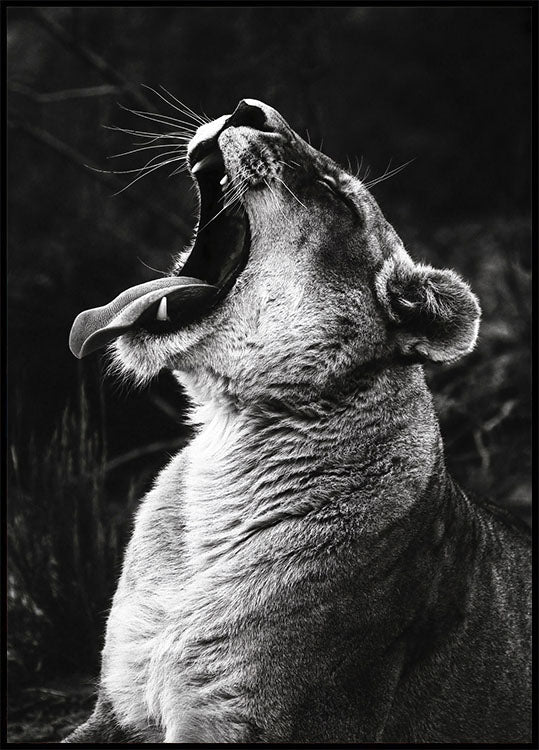 Yawning Lion Plakat - Posterbox.no