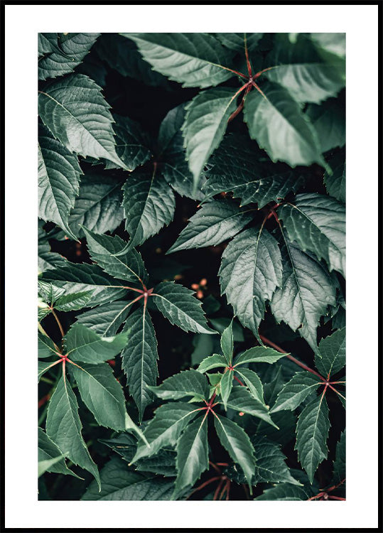 Wild Green Leaves Plakat - Posterbox.no