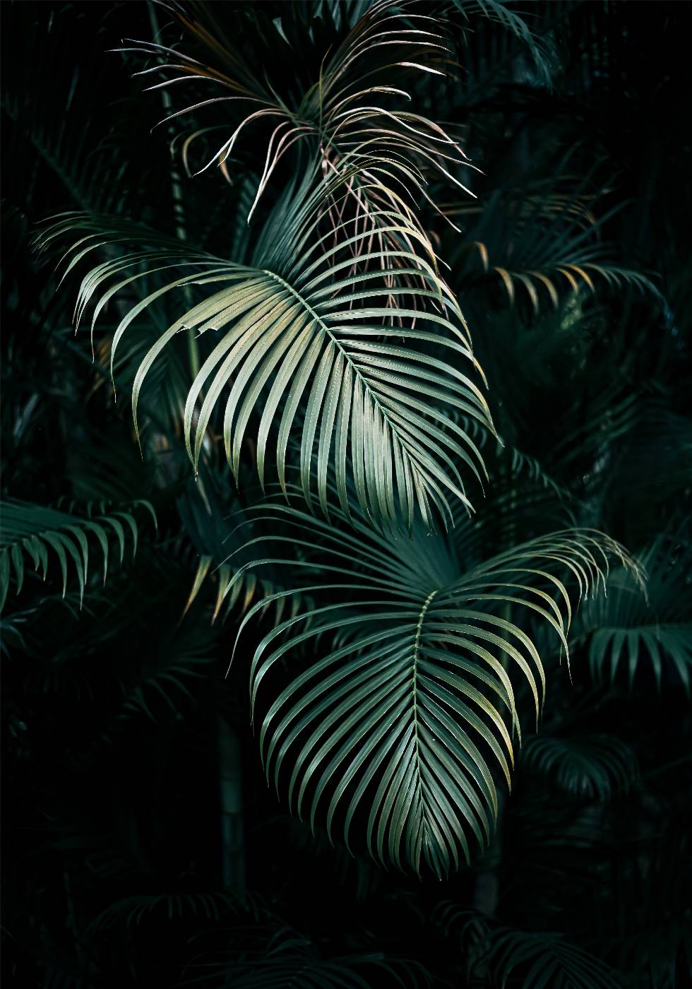 Jungle Palm Leaves Plakat - Posterbox.no