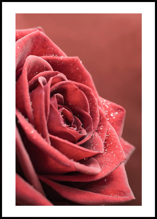 Elegant Rose Plakat - Posterbox.no