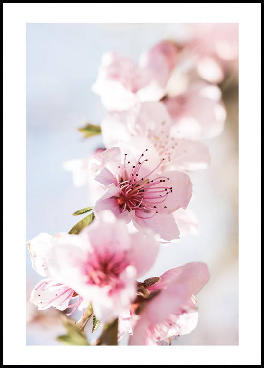 Peach Flowers Blossom Plakat - Posterbox.no