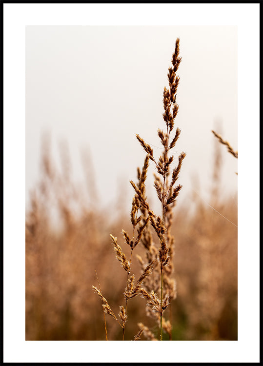 Poster Strandgras