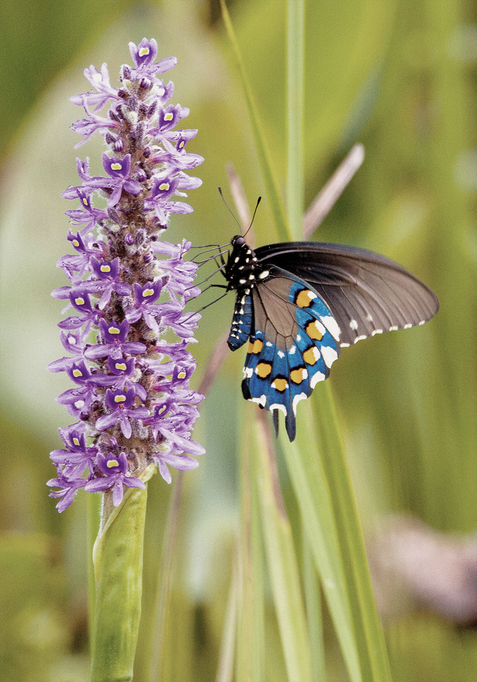 Poster Schmetterling auf Lavendelblüte 