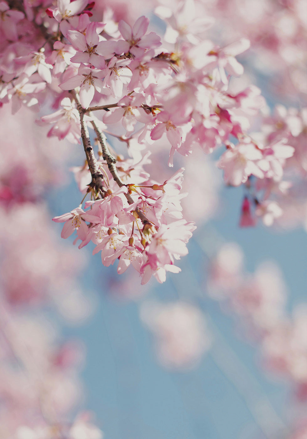 Kirschblüten-Poster 