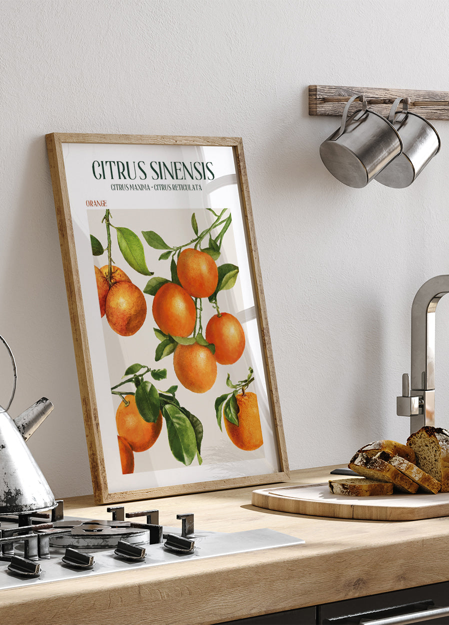 Poster Citrus Sinensis 