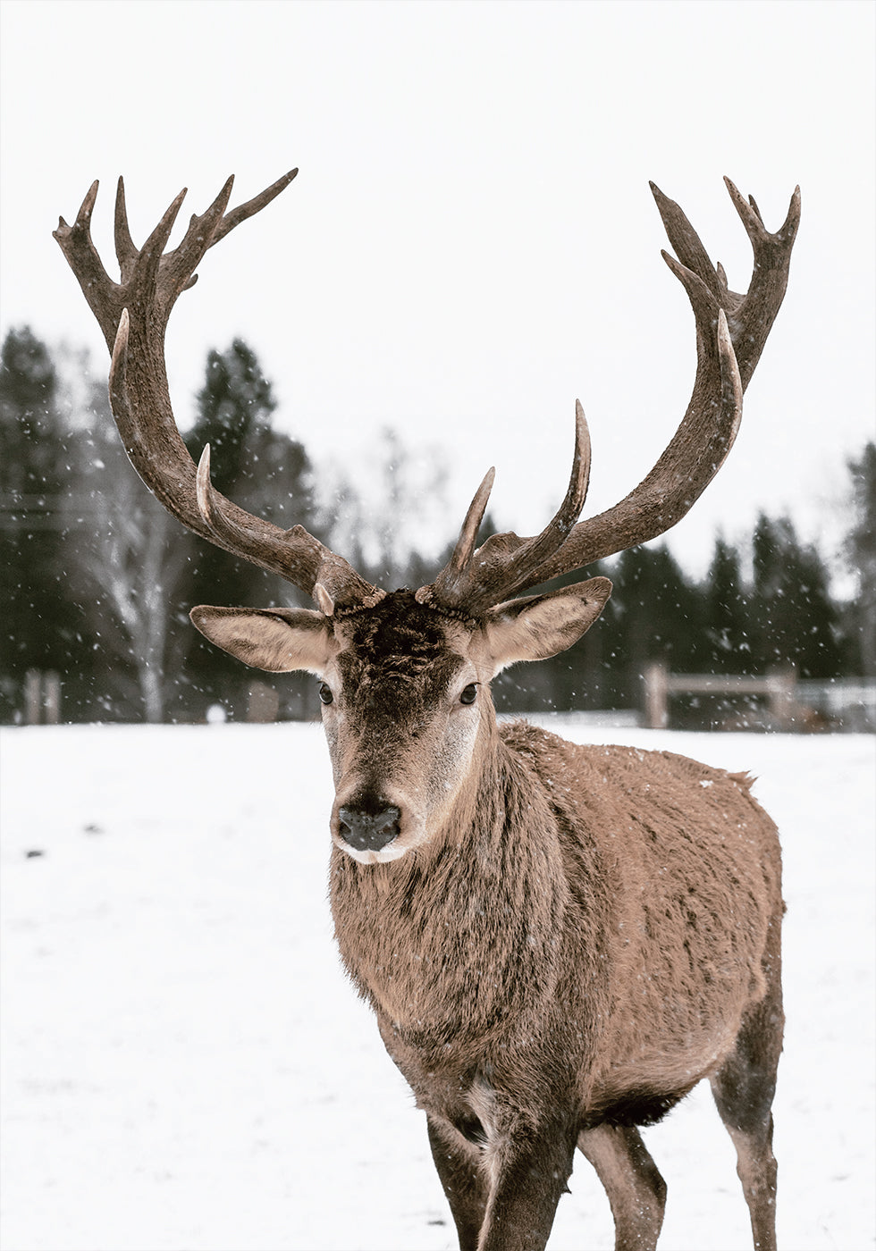 Deer in a Snowy Forest Poster