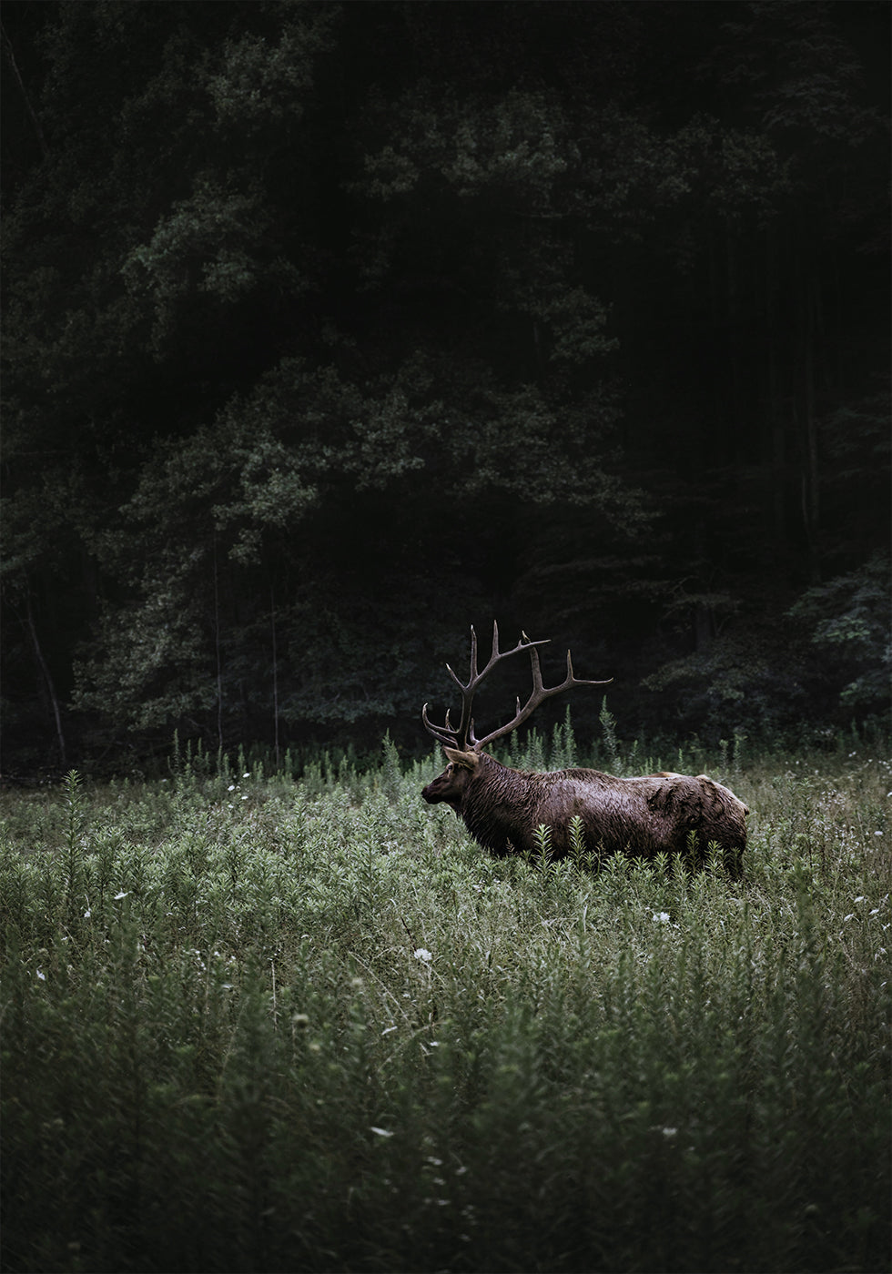 Poster Hirsch in der Natur 