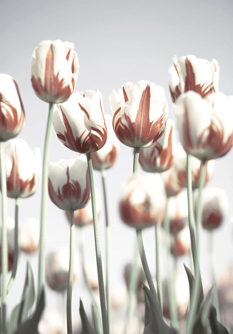 Poster Niederländische Tulpen 