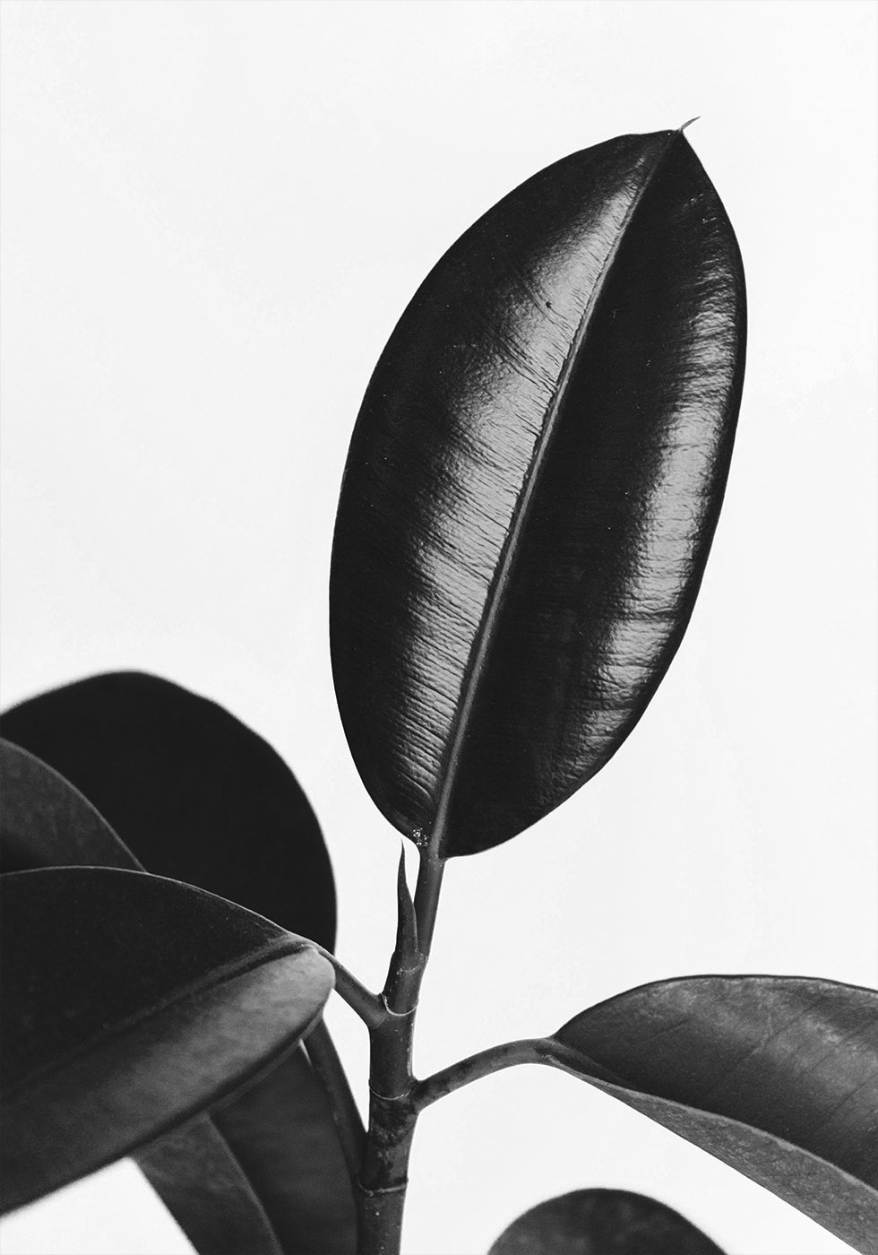 Ficus Leaves in Black & White Poster