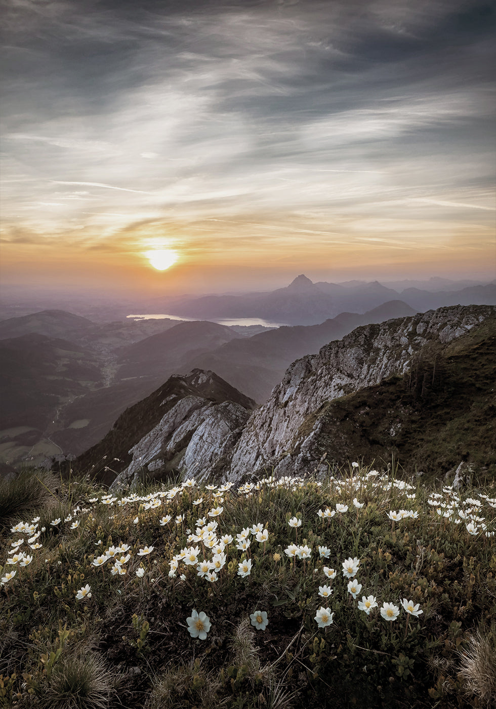 Poster Sonnenaufgang über Bergwildblumen 