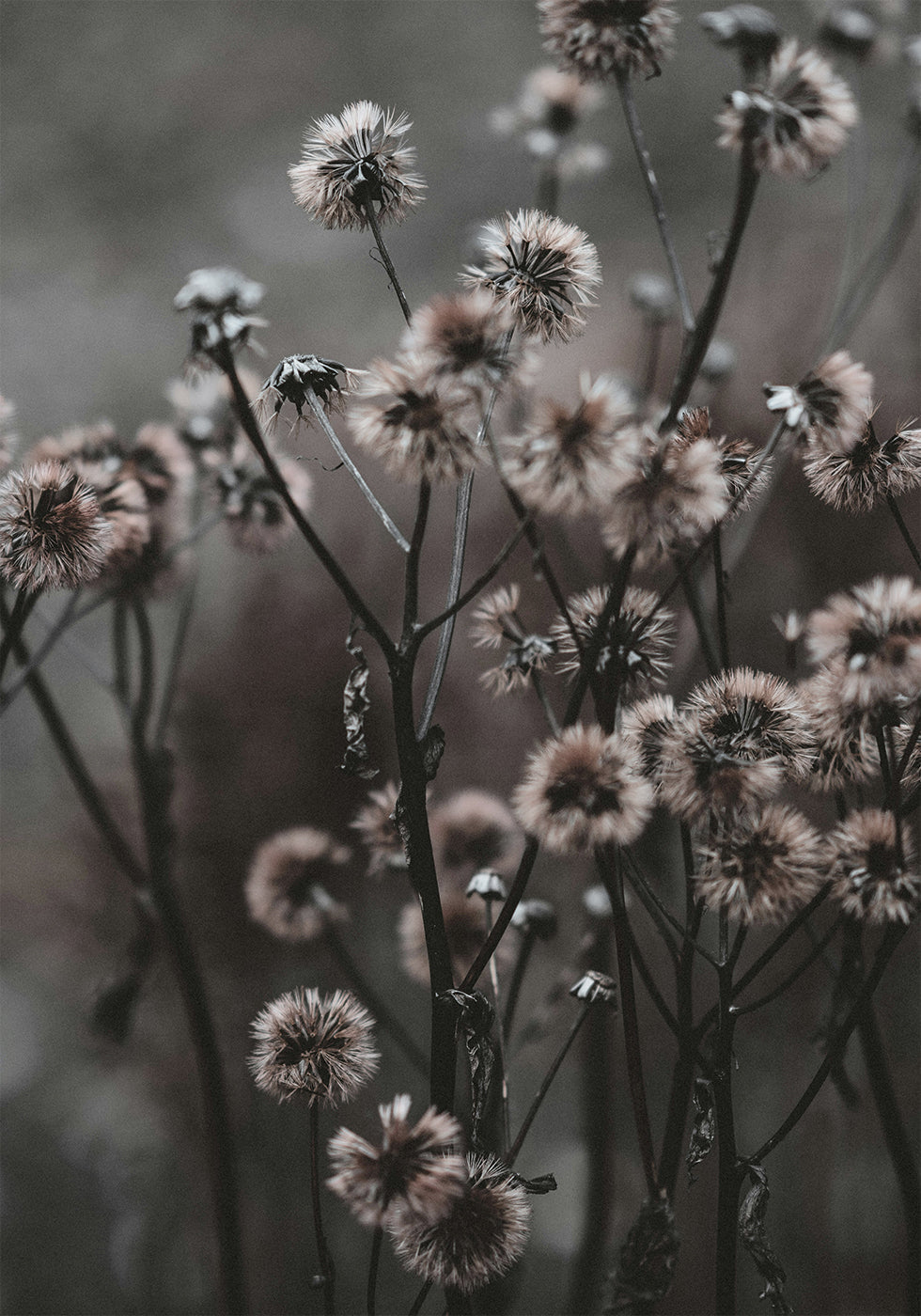 Poster Waldblumen 