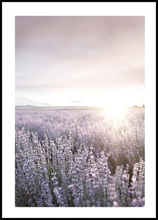 Poster Sonnenuntergang über Lavendelfeldern 