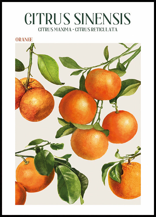 Poster Citrus Sinensis 