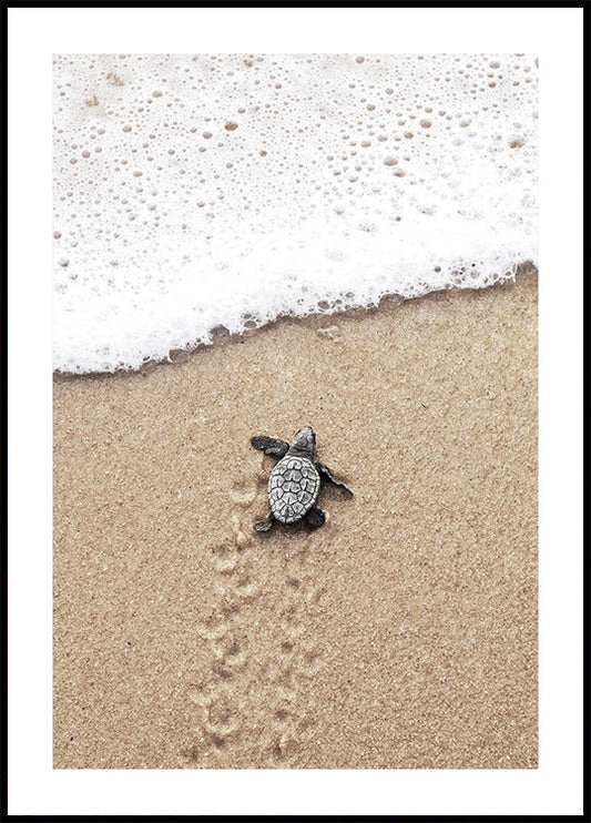 Poster Baby-Schildkröte rennt ins Wasser