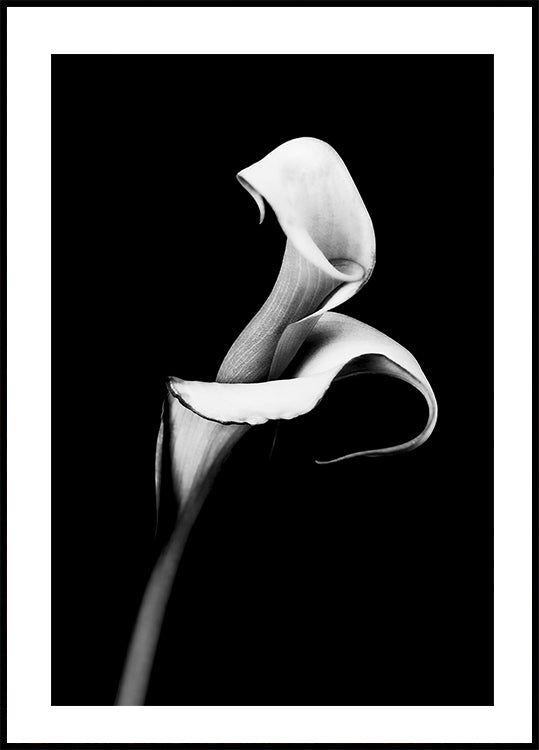 Poster Calla-Lilie 