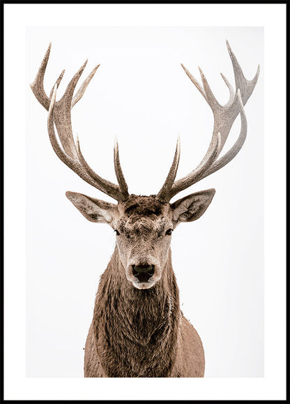 Deer Portrait Poster