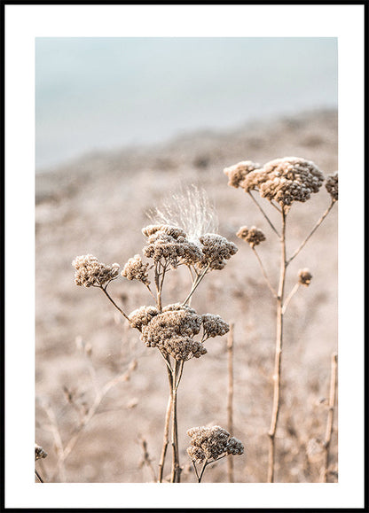 Poster Getrocknete Blumen 