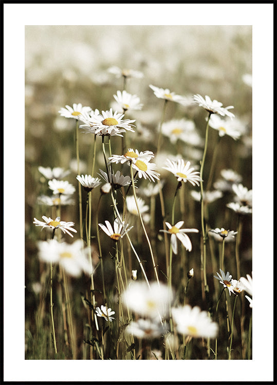 Poster Feld der Gänseblümchen 