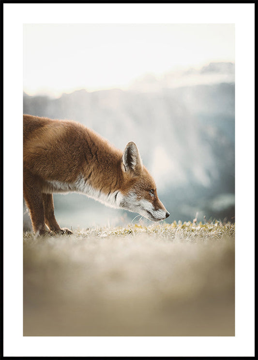 Neugieriger Fuchs Poster