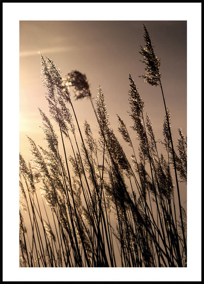 Poster Schilf bei Sonnenuntergang 