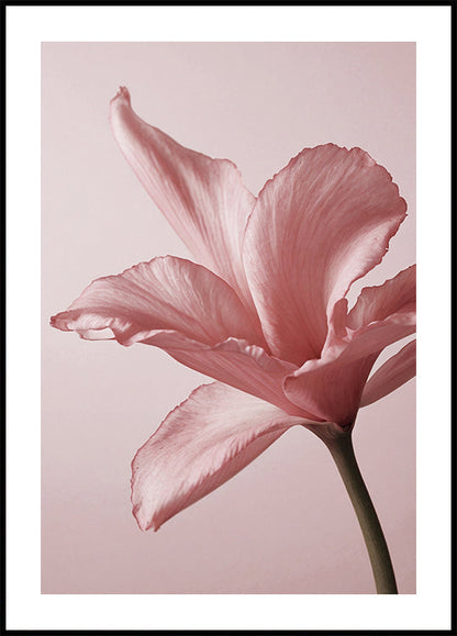 Tender Pink Lily Poster