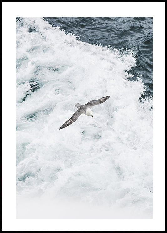 Poster Graue Möwe fliegt über Wellen 