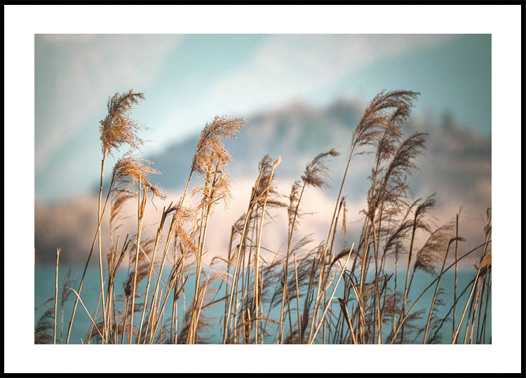 Poster Schilf am See 