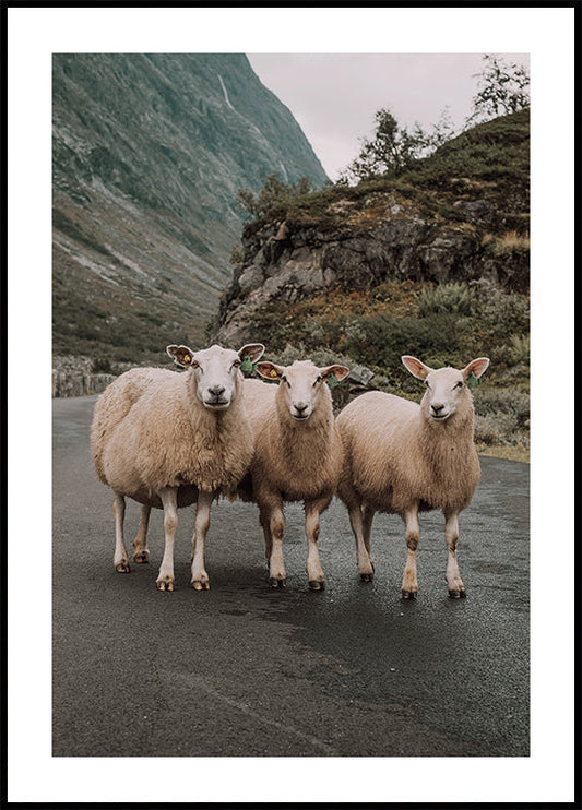 Poster Drei Schafe in der Berglandschaft 