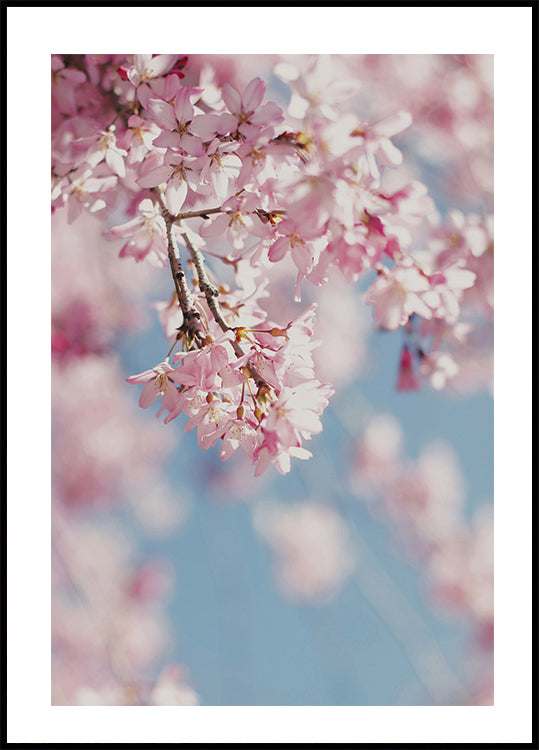 Kirschblüten-Poster 