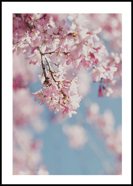 Kirschblüten-Poster 