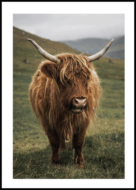 Poster Highland-Kuh in der Nähe eines Berges 