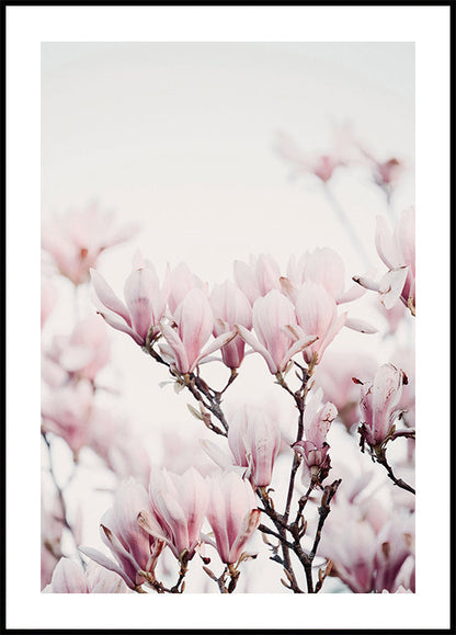 Poster Magnolienblüte 