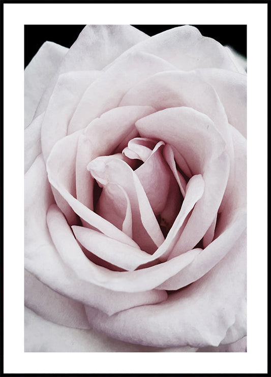 Rosa Rose Poster 