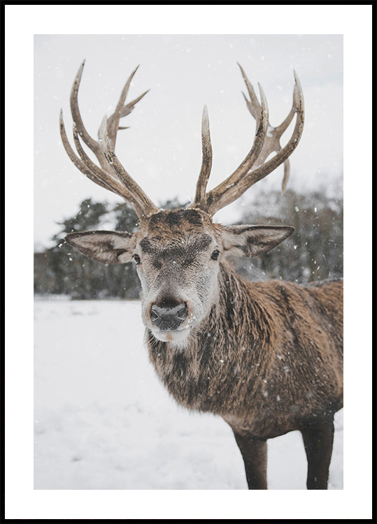 Poster Majestätischer Hirsch im Schnee 