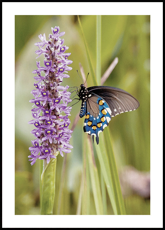 Poster Schmetterling auf Lavendelblüte 